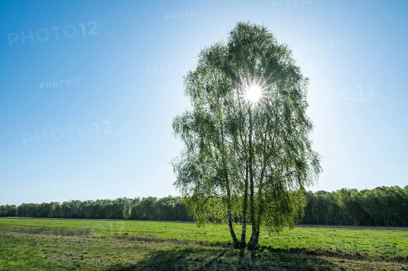 Downy birches