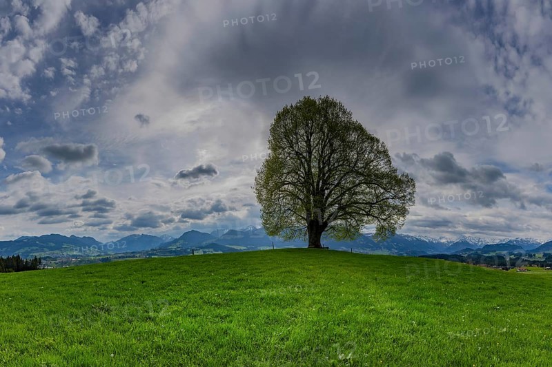 Peace lime tree