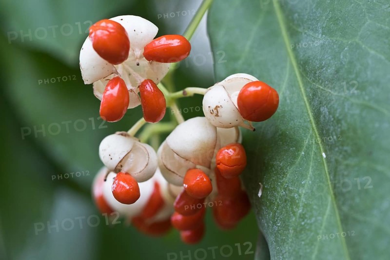 White european spindle