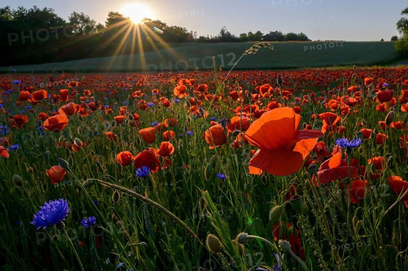 Poppy flowers