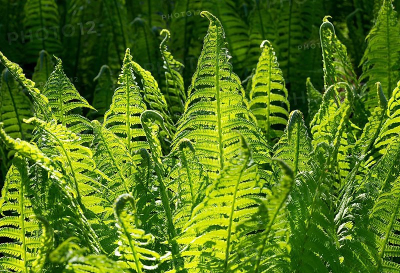 Male-fern