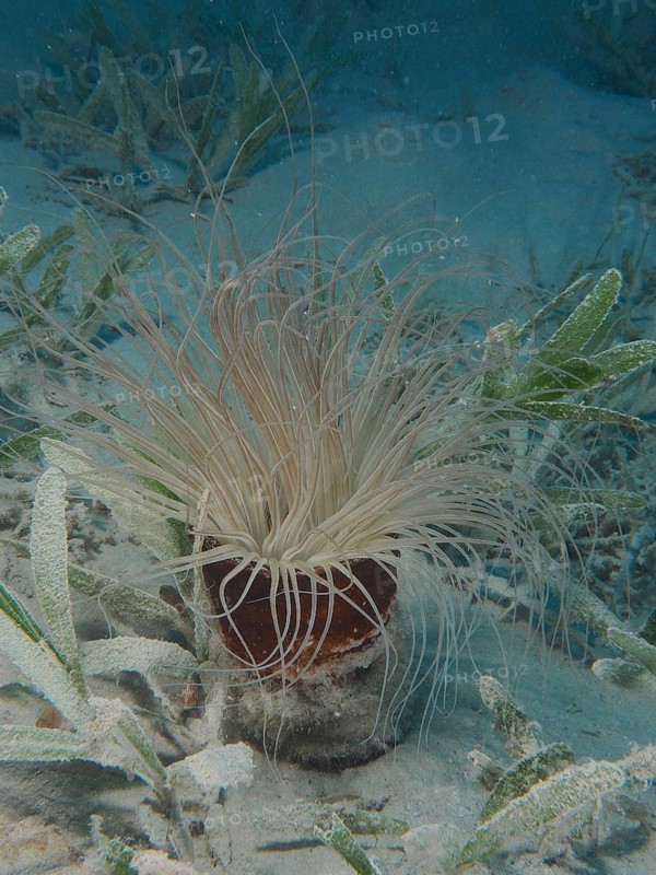 Tube-dwelling anemone