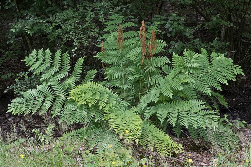 Royal fern