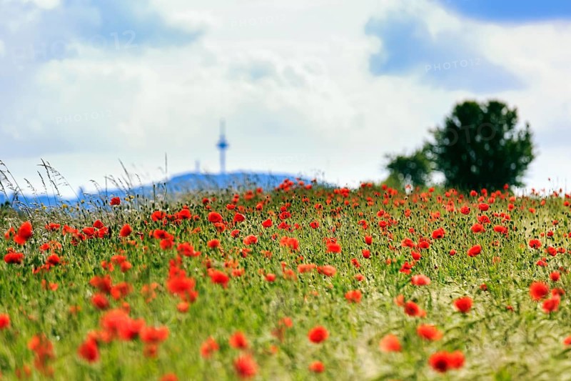 Corn poppy blossom in a barley field with a view of the telecommunications tower