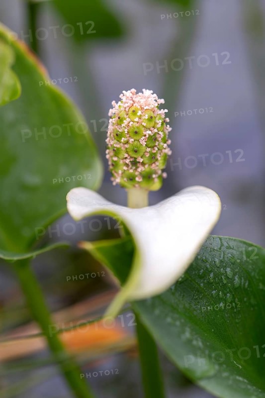 Bog arum