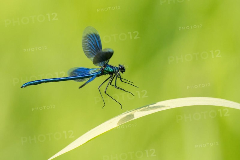 Banded demoiselle