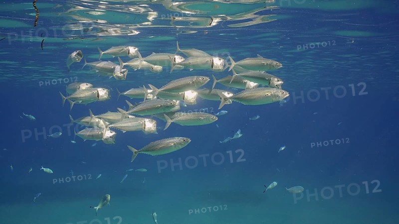 Group of Mackerel fish with open mouth swim under surface in blue water. Shoal of Indian Mackerel