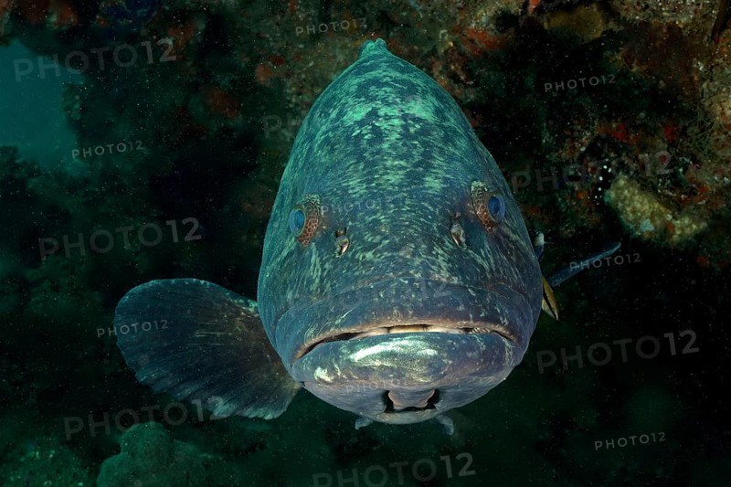 Portrait of potato grouper
