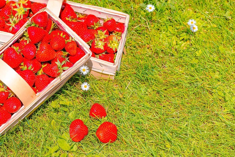 Baskets of strawberry