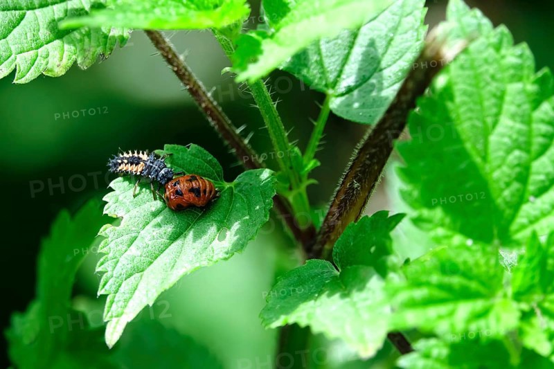 Ladybird