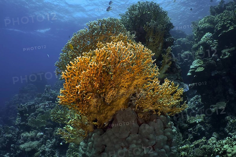 Mesh Fire Coral