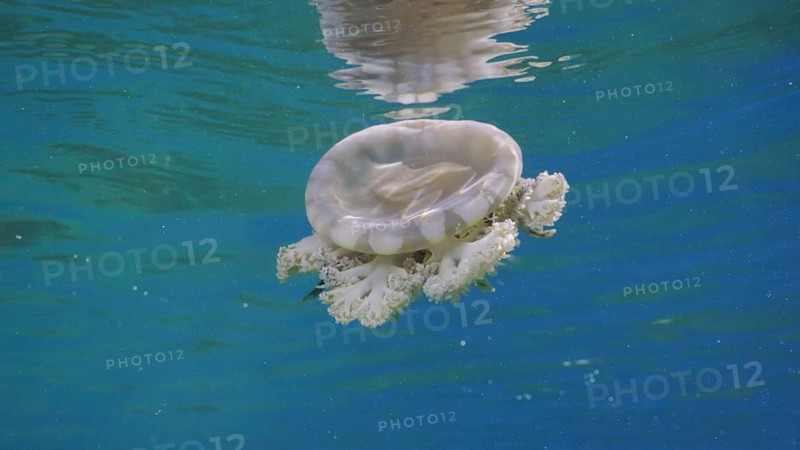 Close-up of Upside Down Jellyfish