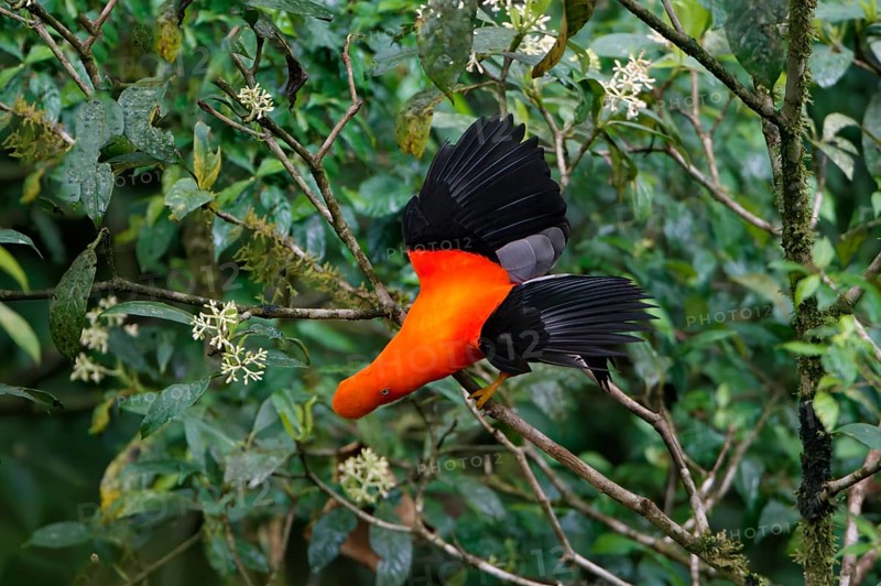 Male Andean cock-of-the-rock