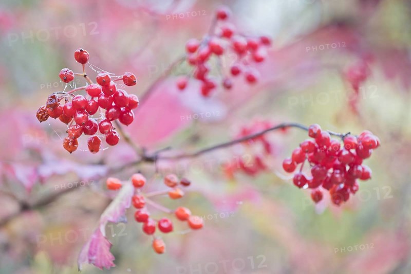 Guelder rose