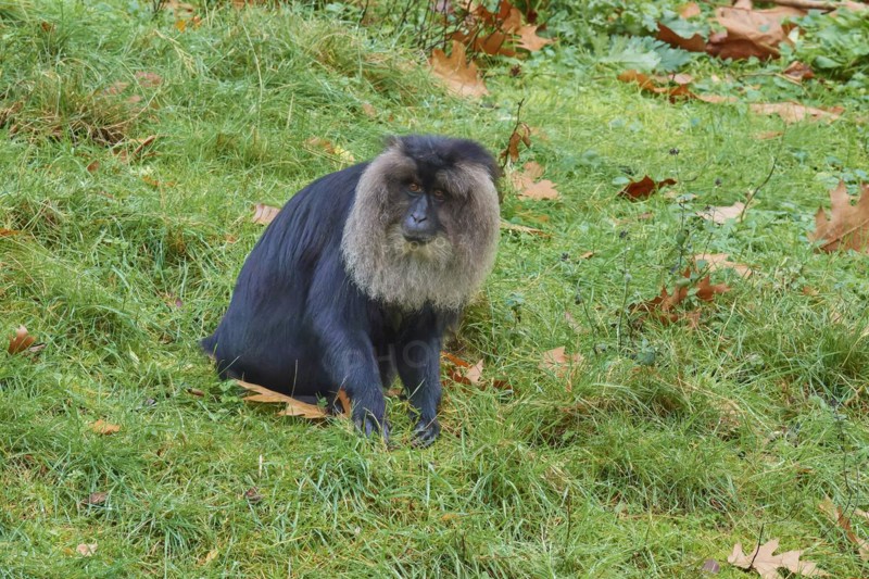 Lion-tailed macaque