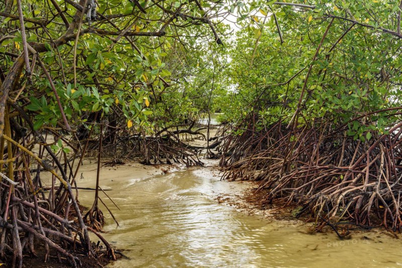 Mangrove vegetation where the river meets the sea at Sargi beach in Serra Grande on the south coast of Bahia