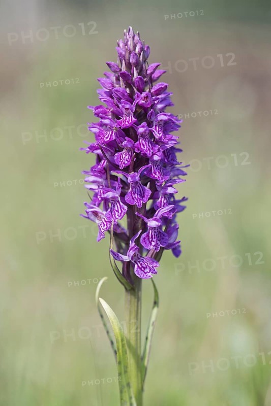 Southern marsh orchid
