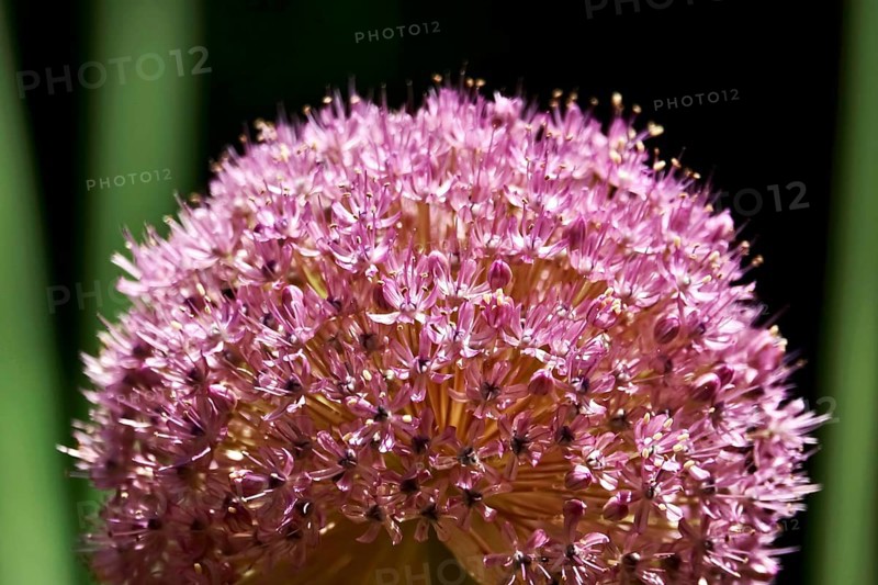 Ornamental garlic