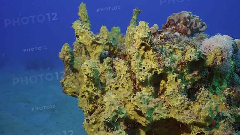 Yellow-green Sponge