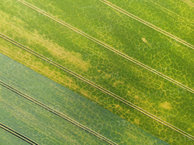 Aerial view of a cornfield with tyre tracks