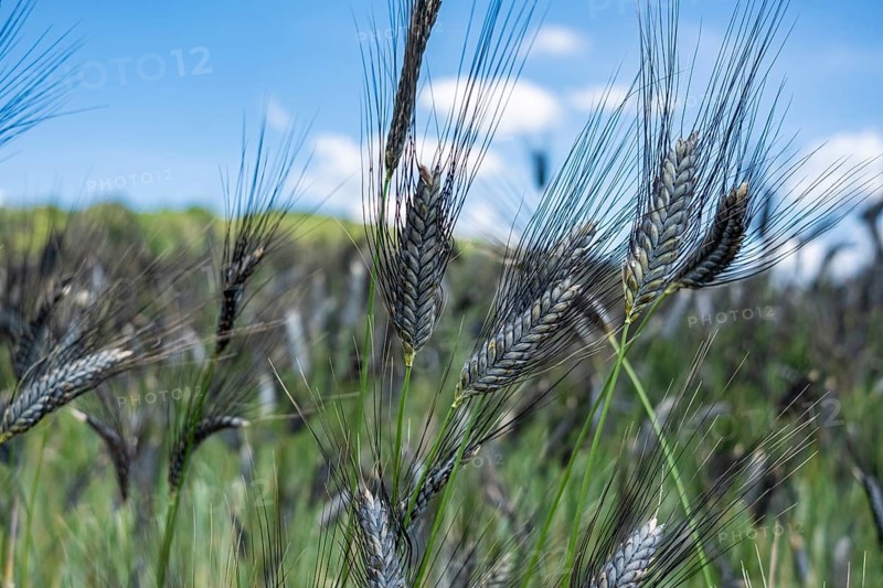 Black emmer in early summer near Hofheim in Lower Franconia