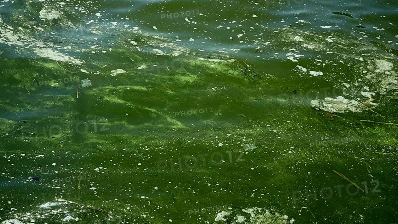 In Black Sea Blue-green algae blooms