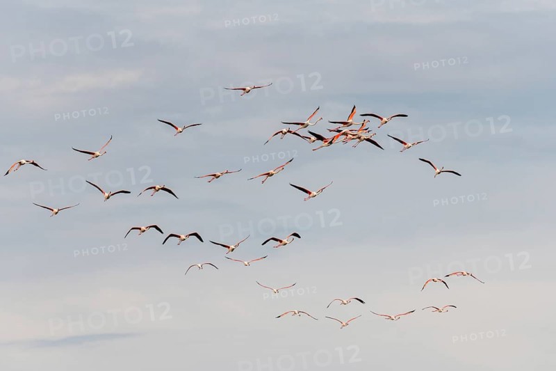 Greater Flamingos