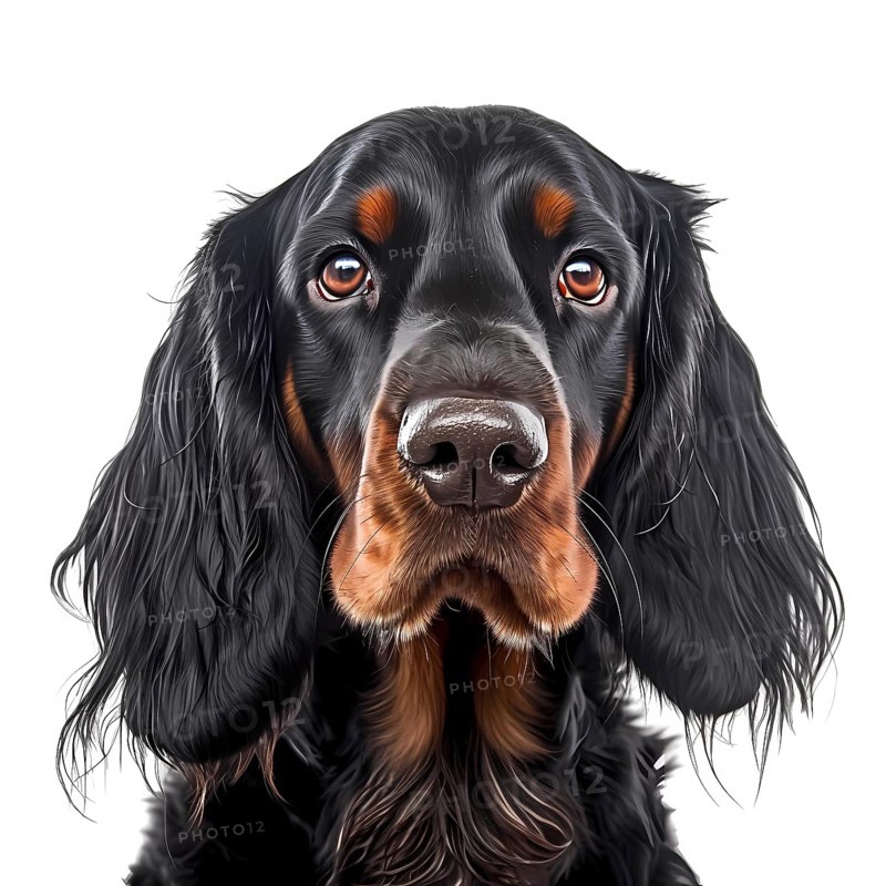 Gordon Setter
