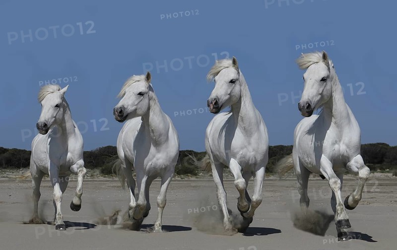 Camargue Horse