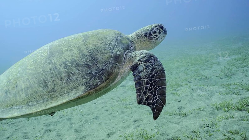 Sea Turtle with bite marks on fins swims in blue water. Close-up of Great Green Sea Turtle