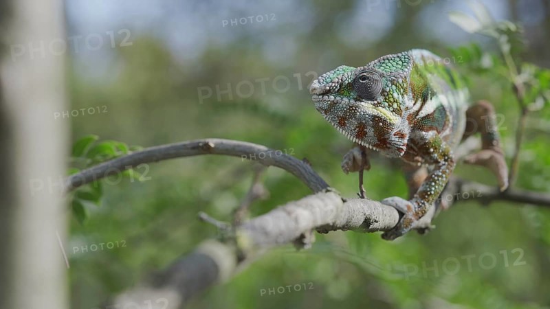 Green chameleon walks along branch and looksat around on bright sunny day on the green trees background. Panther chameleon
