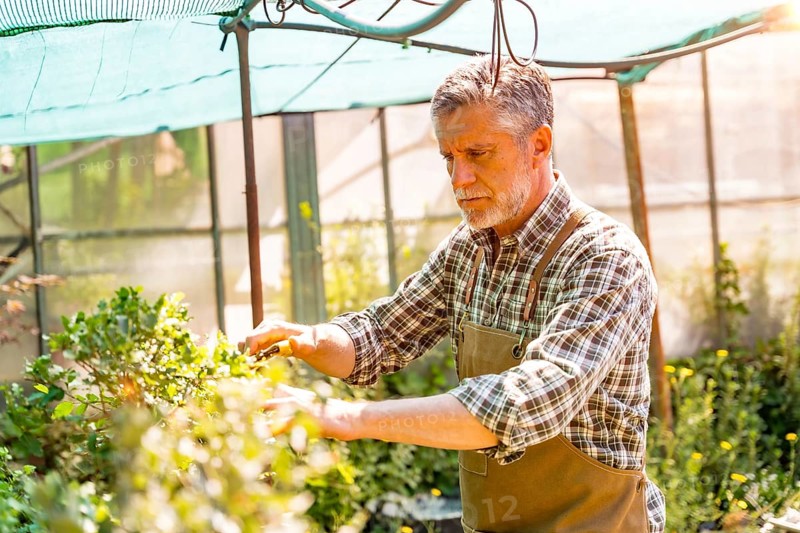Elderly gardener working in a nursery inside the greenhouse checking the flowers in the sunrise