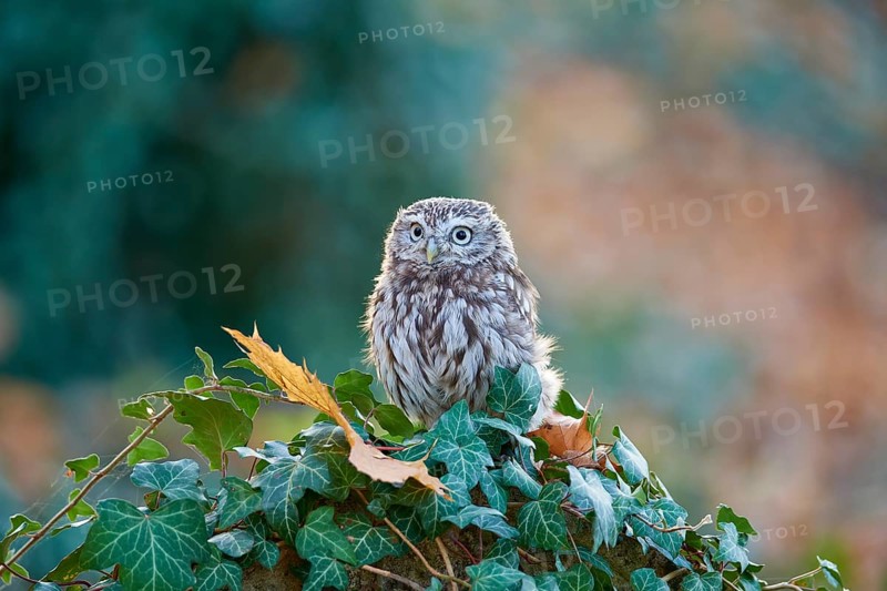 Little Owl