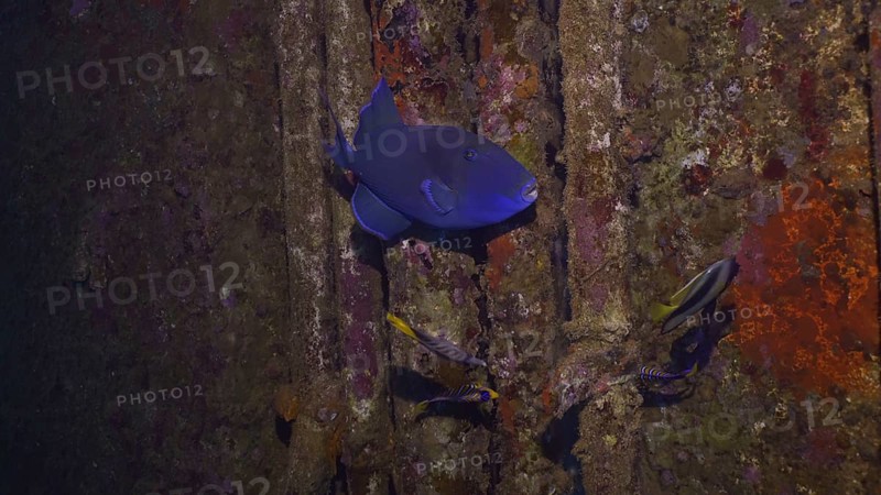 Close up of Blue Triggerfish