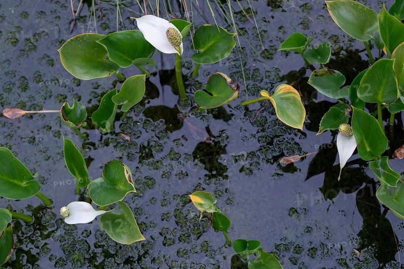 Bog arum