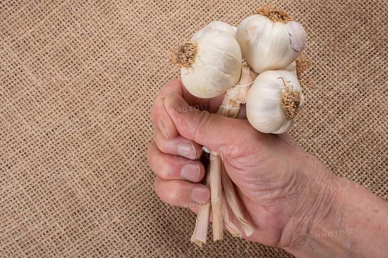 Hand holding cloves of garlic in view on a wooden texture