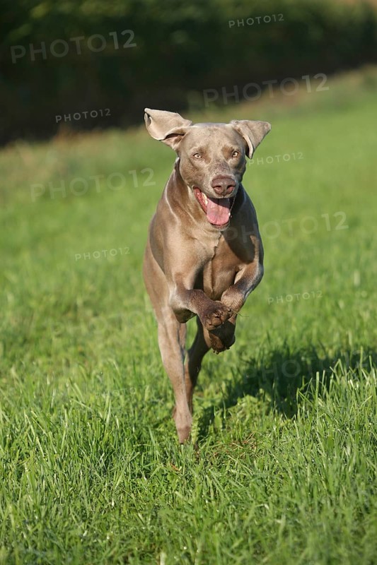 Hunting dog shorthaired Weimaraner