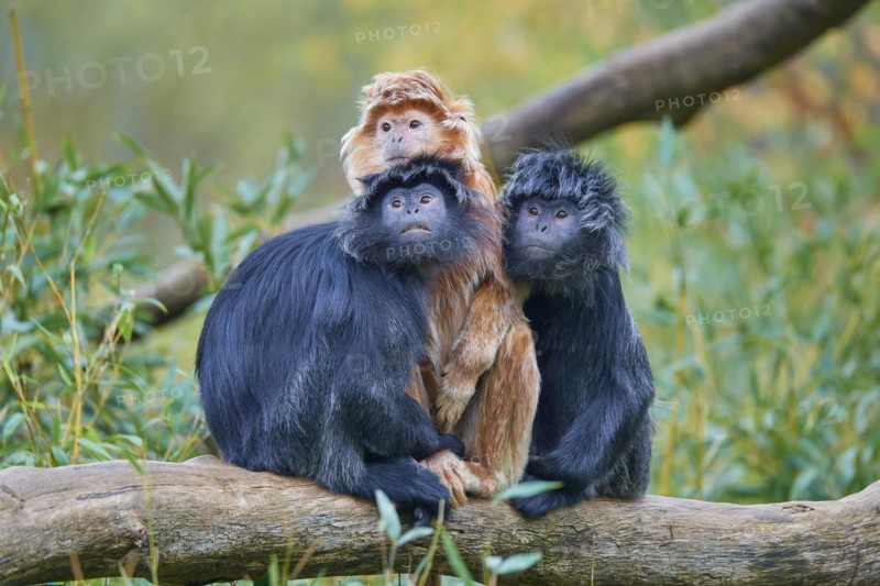 Javan lutung