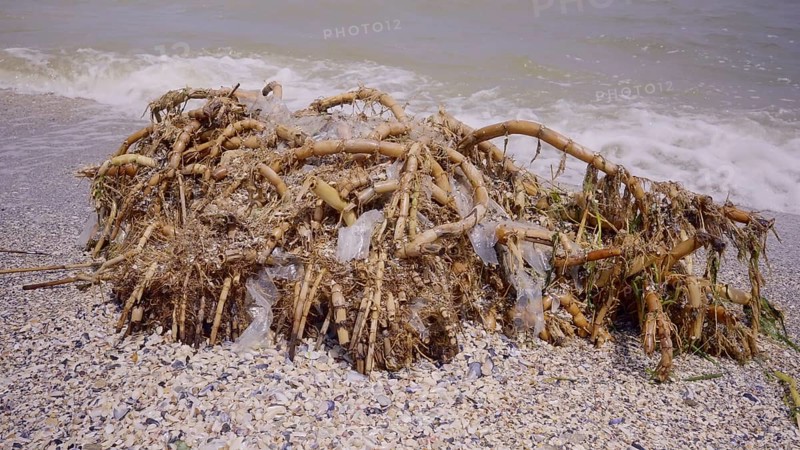 Plastic mixed with reed roots lies on sand