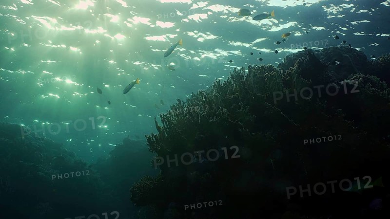Silhouettes of tropical fish swims next to coral reef on surface water and setting sun background