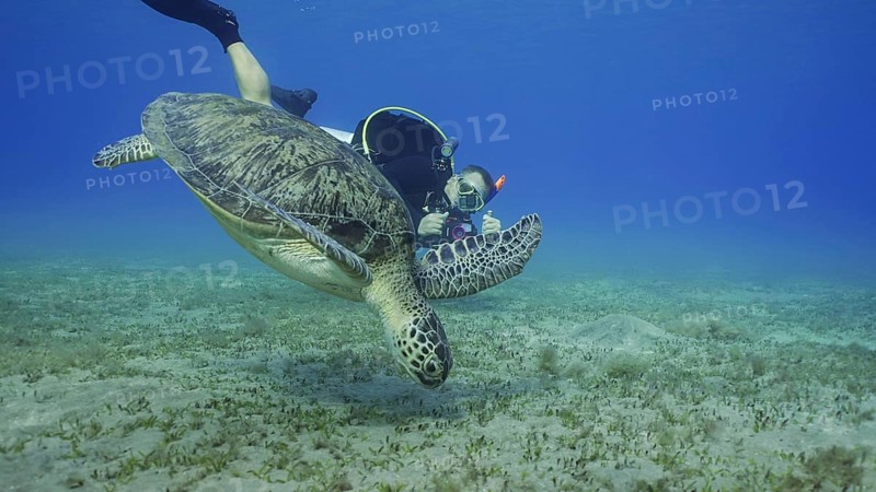 Scubadiver filming Sea Turtle swims down to seabed. Male aquanaut shoots video Green Sea Turtle
