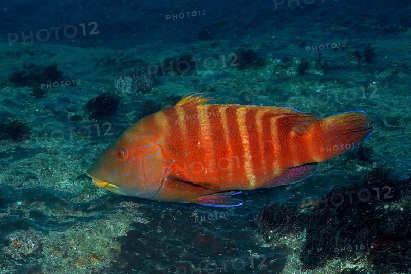 Colourful Natal tooth wrasse