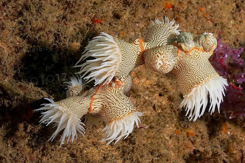Tiger anemone