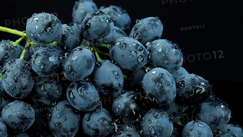 Bunch of ripe dark grape with drops of water isolated on black background