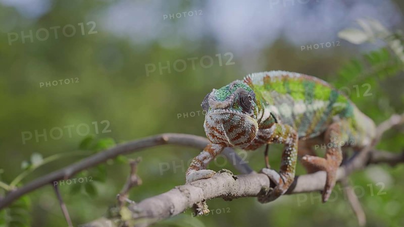 Green chameleon walks along branch and looksat around on bright sunny day on the green trees background. Panther chameleon