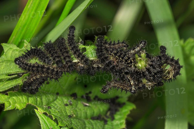Small tortoiseshell