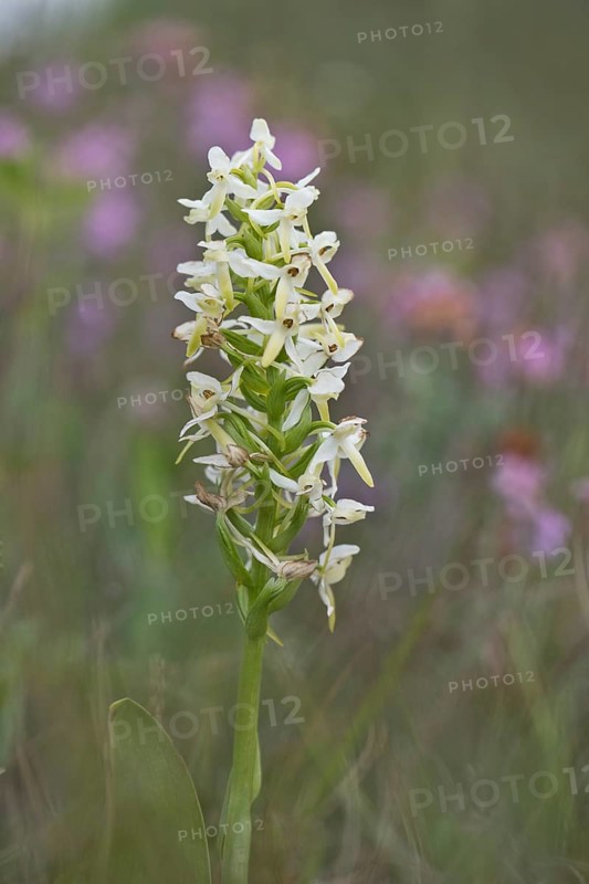 Lesser butterfly-orchid