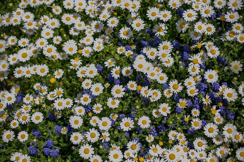 Beautiful daisy flowers as a background