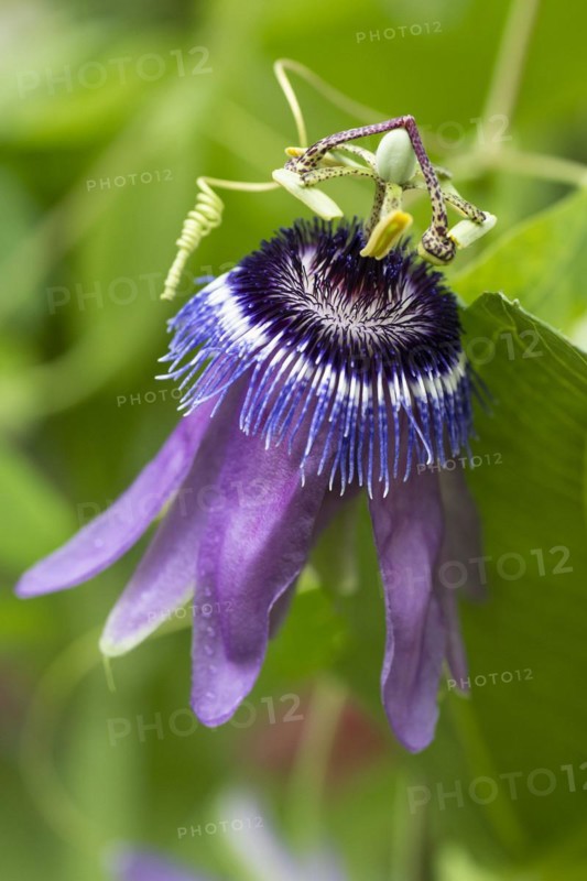 Passion-flower