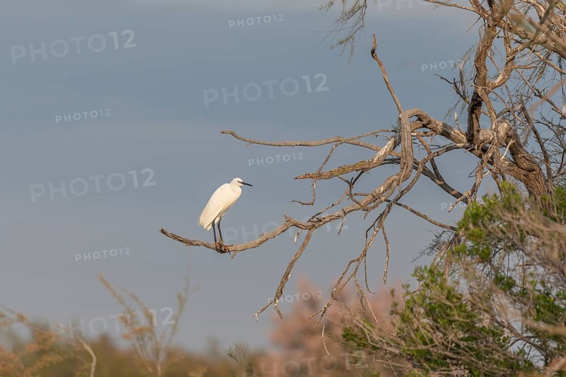 Lesser Egret